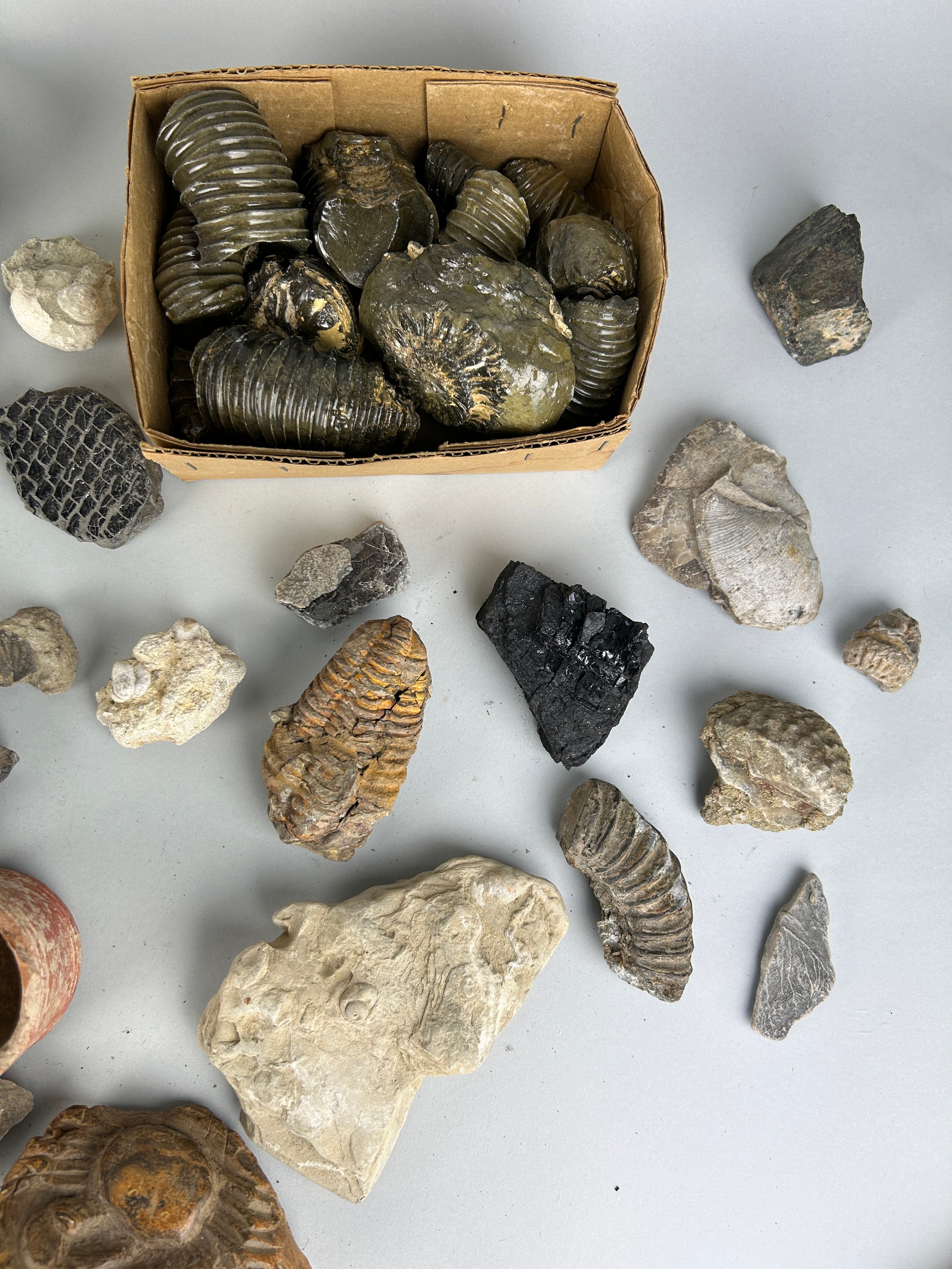 A LARGE COLLECTION OF ANTIQUITIES AND FOSSILS TO INCLUDE ROMAN OR POSSIBLY GANDHARAN POTTERY - Image 10 of 16