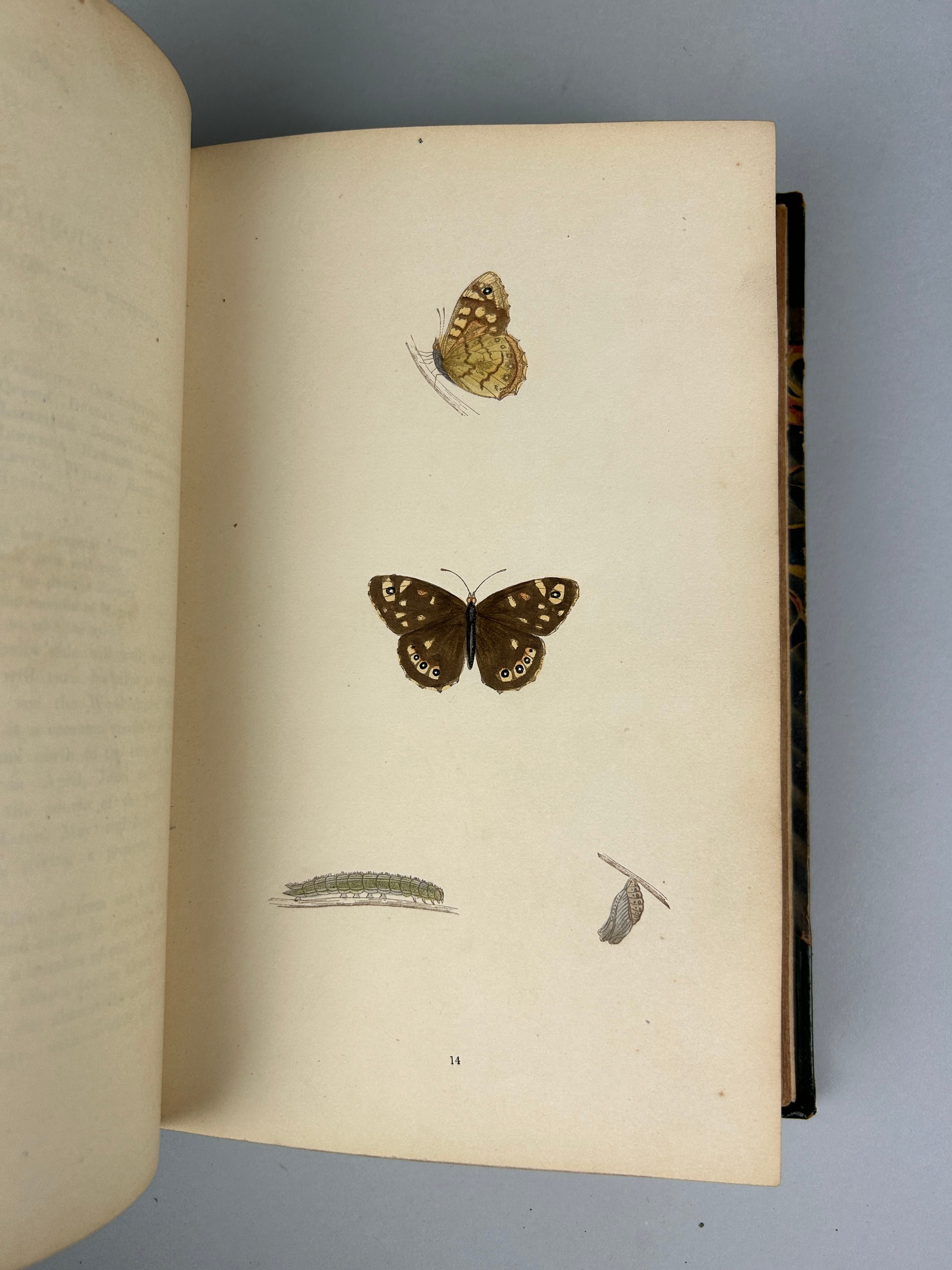 REVEREND F. O. MORRIS A HISTORY OF BRITISH BIRDS LONDON AND ANOTHER VOLUME 'BRITISH BUTTERFLIES' (7) - Image 7 of 14