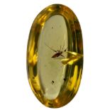 AN UNKNOWN INSECT FOSSIL IN DINOSAUR AGED BURMESE AMBER A highly unusual insect in clear amber.