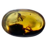 A FOSSIL MOSQUITO IN DINOSAUR AGED BURMESE AMBER Mosquito remains in amber are highly uncommon