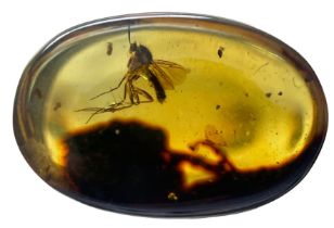 A FOSSIL MOSQUITO IN DINOSAUR AGED BURMESE AMBER Mosquito remains in amber are highly uncommon