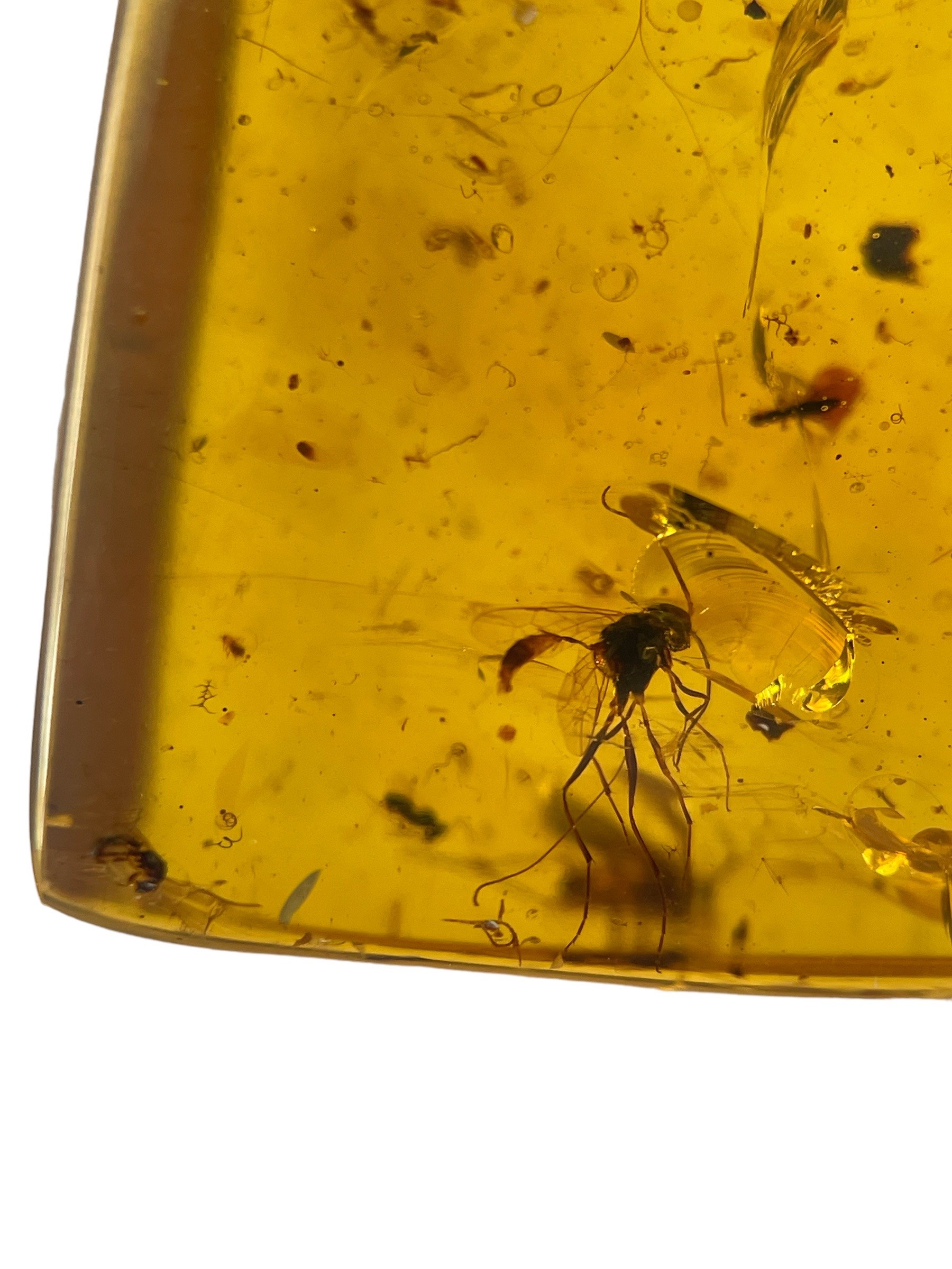 A FOSSIL MOSQUITO IN DINOSAUR AGED BURMESE AMBER Mosquito remains in amber are highly uncommon - Image 2 of 3