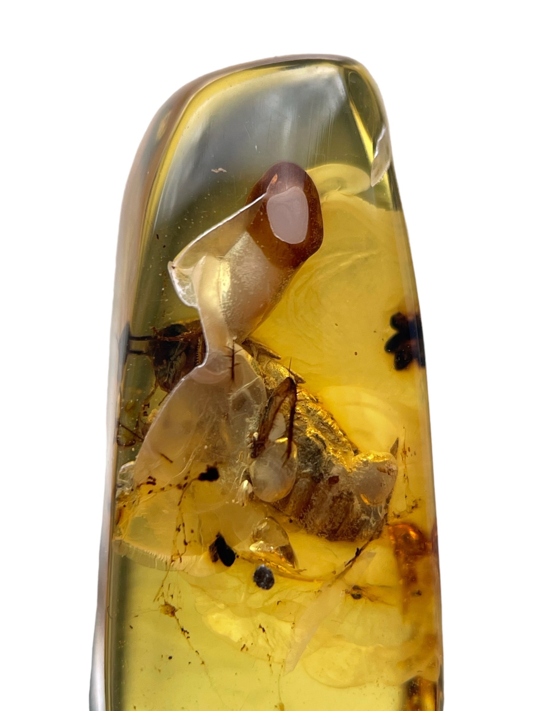 A FOSSIL BEETLE IN DINOSAUR AGED BURMESE AMBER This beetle exhibits excellent detail, from different - Image 5 of 5