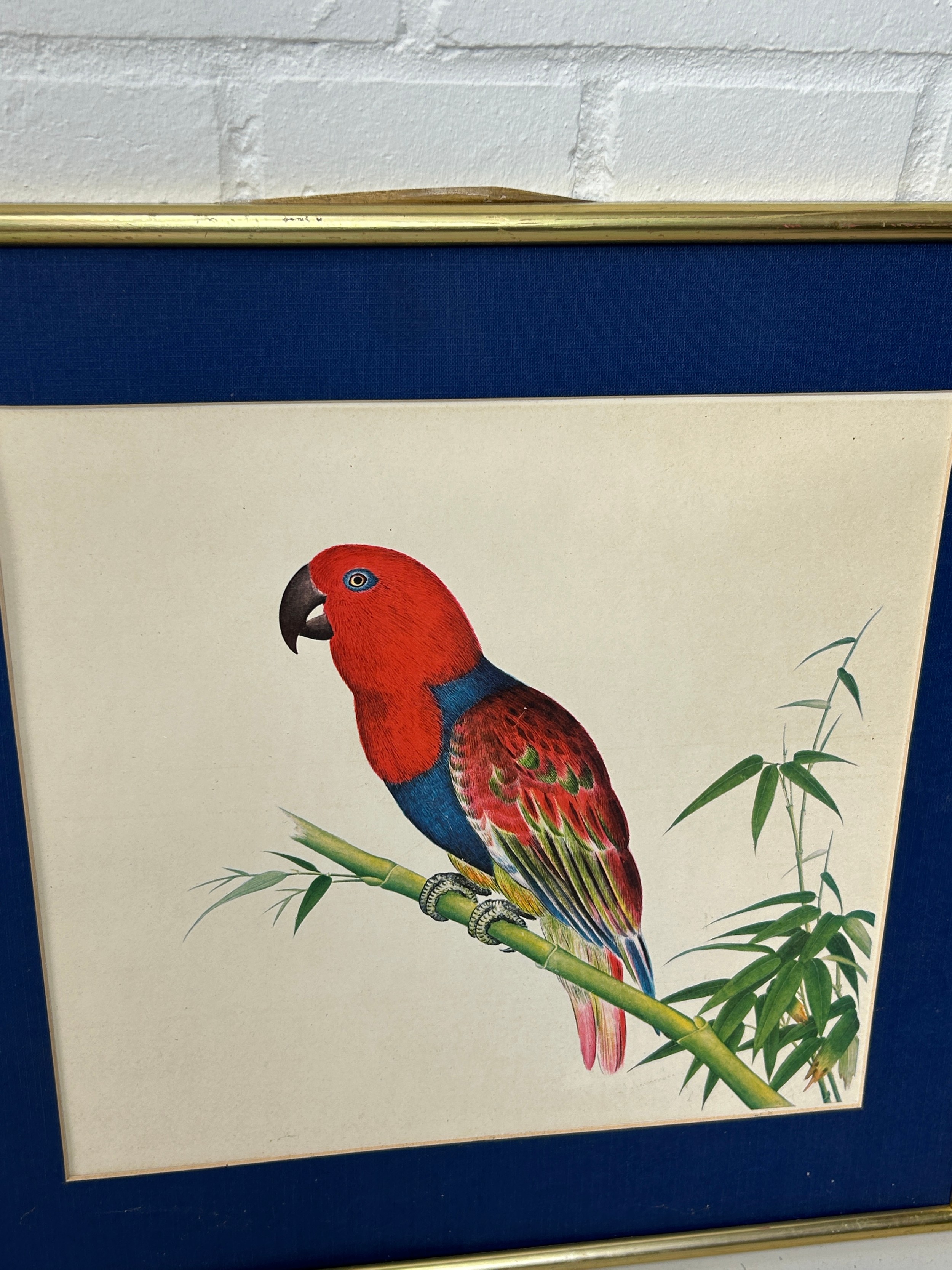 A COLLECTION OF FIVE BIRD PRINTS (5) Mostly framed and glazed. One frame and glass damaged. - Image 4 of 4