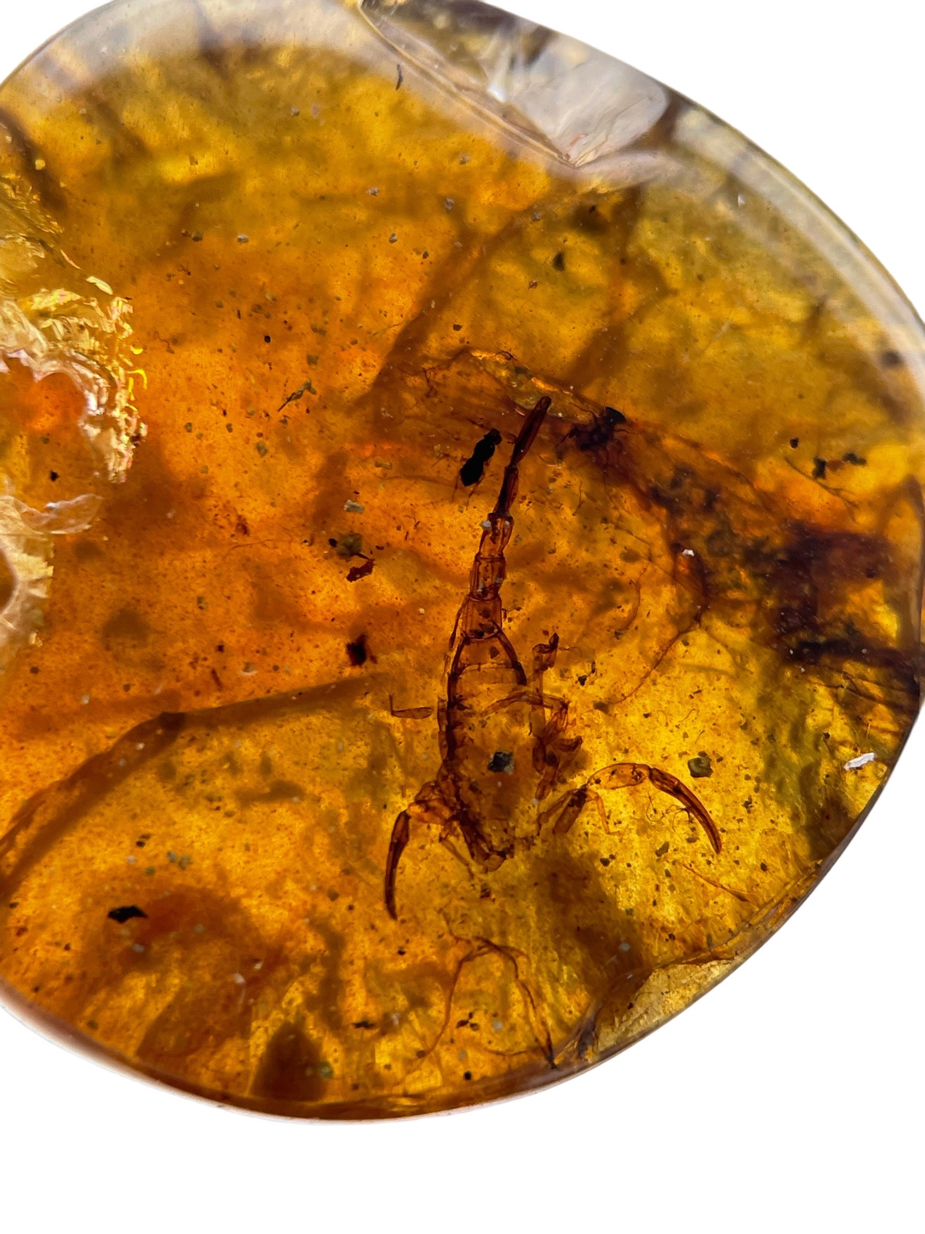 A SCORPION FOSSIL IN DINOSAUR AGED BURMESE AMBER An exceptionally rare and detailed scorpion. - Image 3 of 3