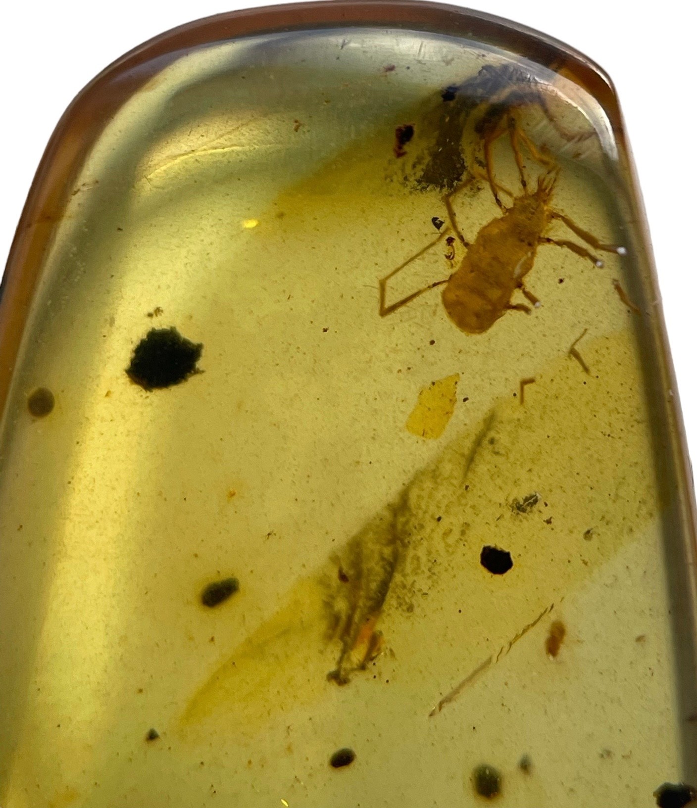 AN UNKNOWN INSECT FOSSIL IN DINOSAUR AGED BURMESE AMBER A highly unusual insect in clear amber. - Image 3 of 3