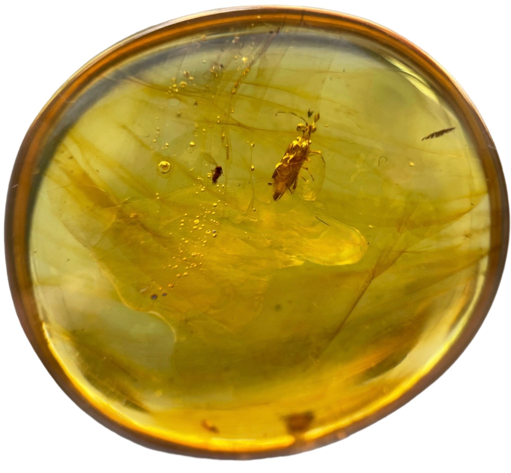 AN UNKNOWN INSECT FOSSIL IN DINOSAUR AGED BURMESE AMBER A highly unusual insect in clear amber,