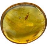 AN UNKNOWN INSECT FOSSIL IN DINOSAUR AGED BURMESE AMBER A highly unusual insect in clear amber,