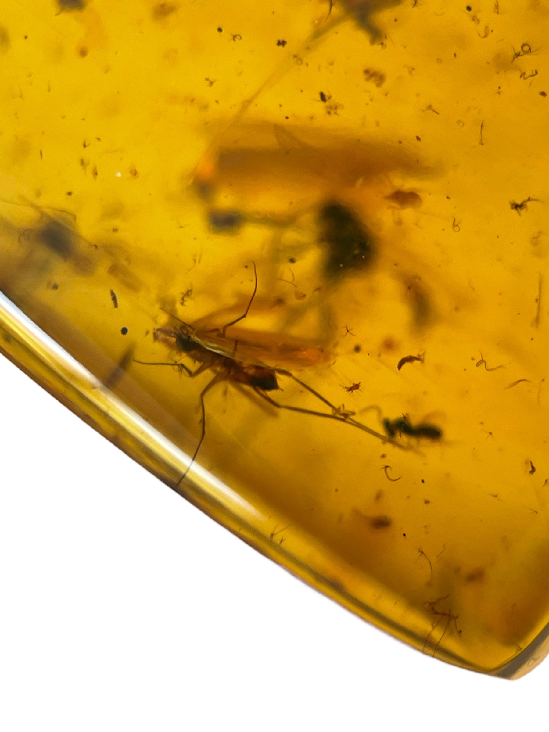 A FOSSIL MOSQUITO IN DINOSAUR AGED BURMESE AMBER Mosquito remains in amber are highly uncommon - Image 3 of 3