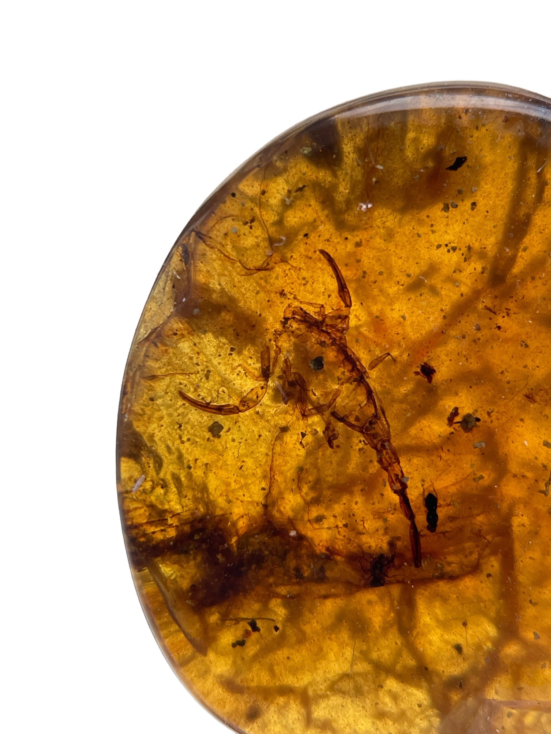A SCORPION FOSSIL IN DINOSAUR AGED BURMESE AMBER An exceptionally rare and detailed scorpion. - Image 2 of 3