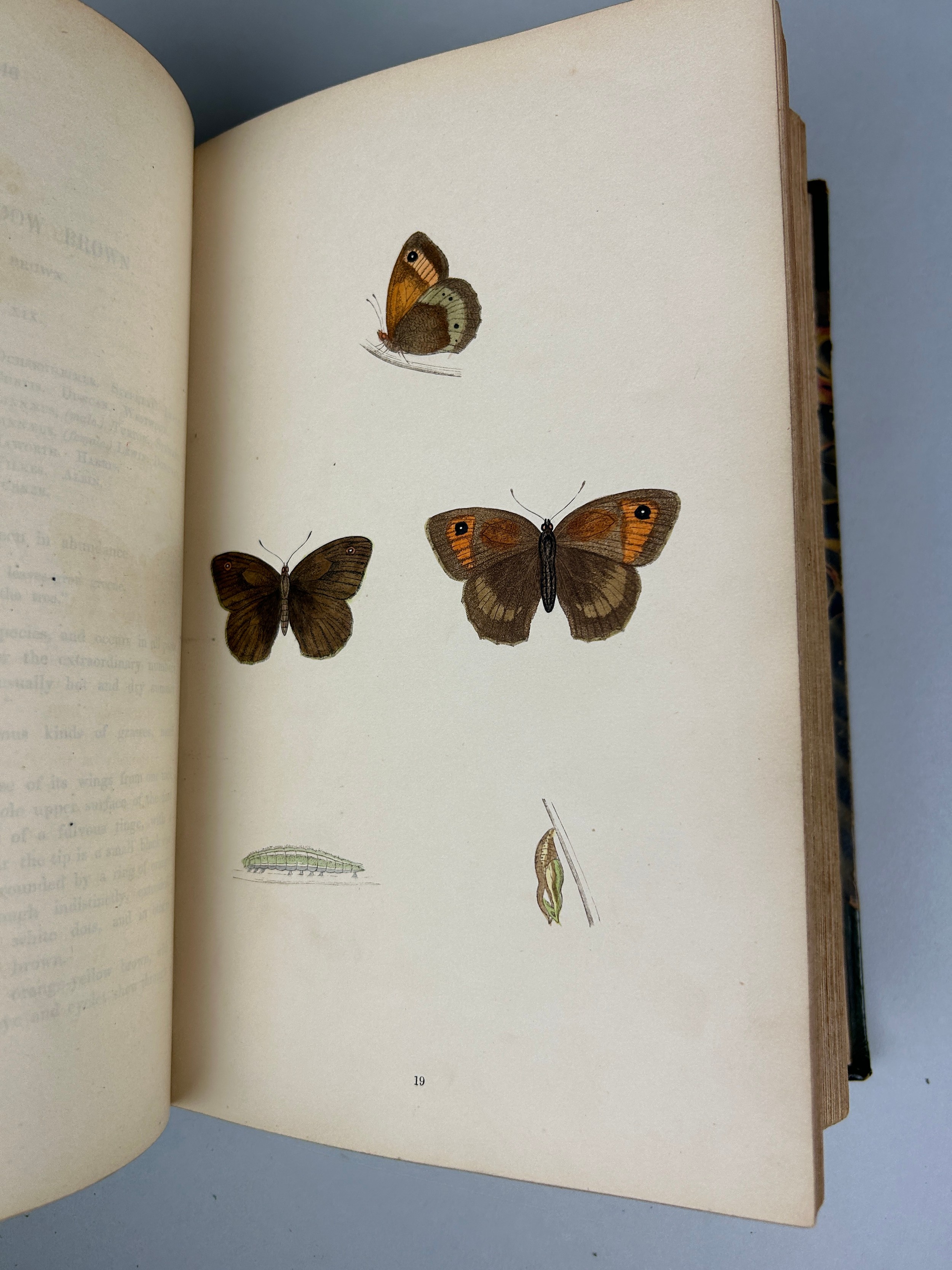 REVEREND F. O. MORRIS A HISTORY OF BRITISH BIRDS LONDON AND ANOTHER VOLUME 'BRITISH BUTTERFLIES' (7) - Image 6 of 14