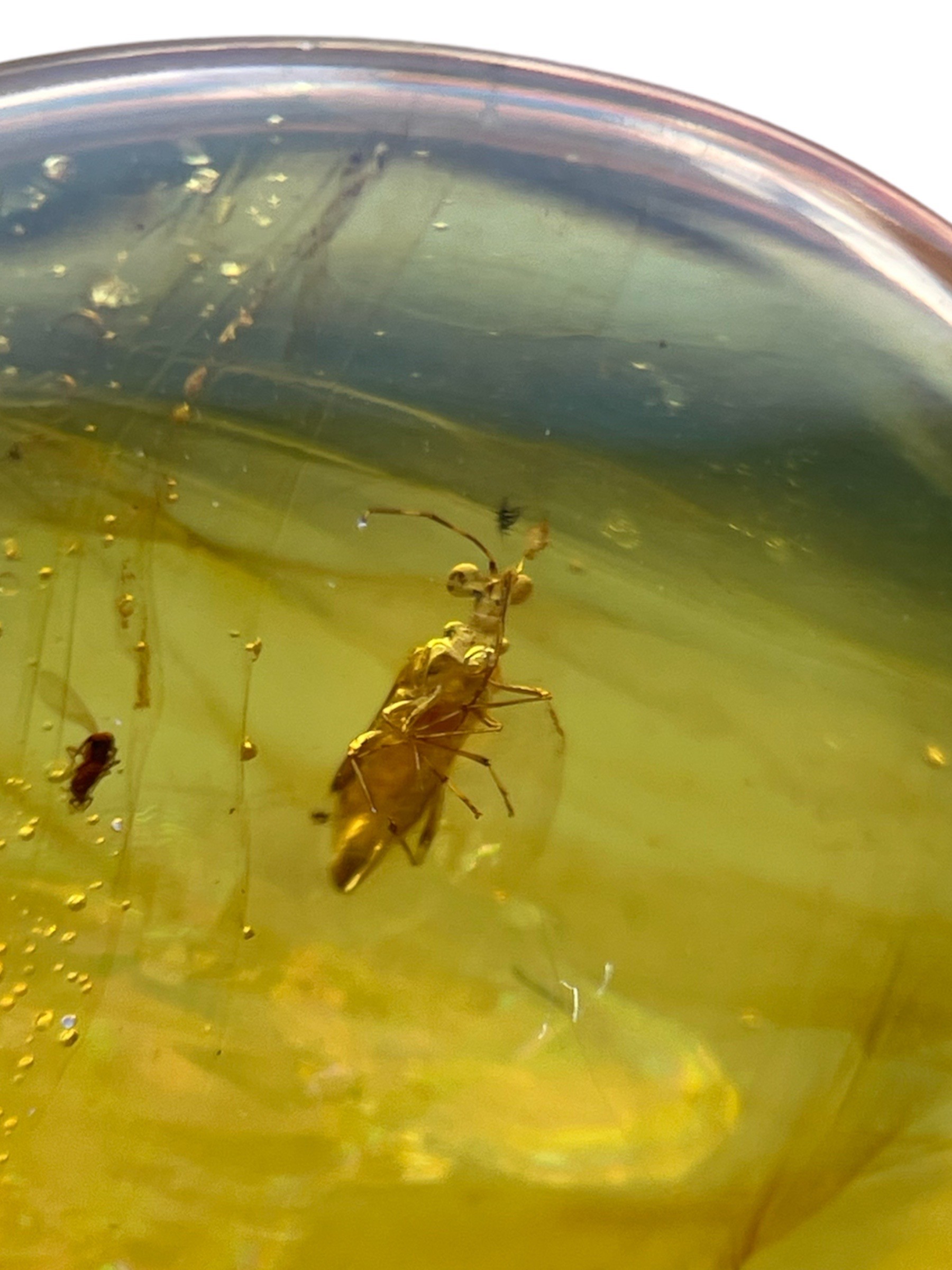 AN UNKNOWN INSECT FOSSIL IN DINOSAUR AGED BURMESE AMBER A highly unusual insect in clear amber, - Image 2 of 4