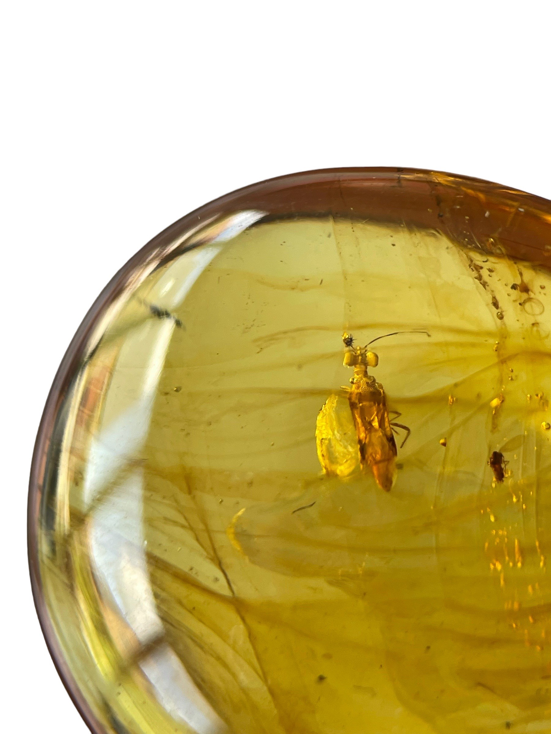 AN UNKNOWN INSECT FOSSIL IN DINOSAUR AGED BURMESE AMBER A highly unusual insect in clear amber, - Image 3 of 4