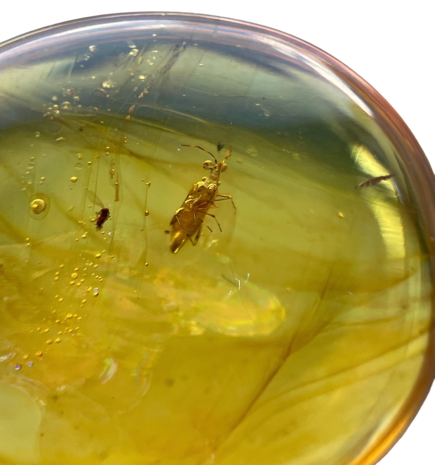 AN UNKNOWN INSECT FOSSIL IN DINOSAUR AGED BURMESE AMBER A highly unusual insect in clear amber, - Image 4 of 4