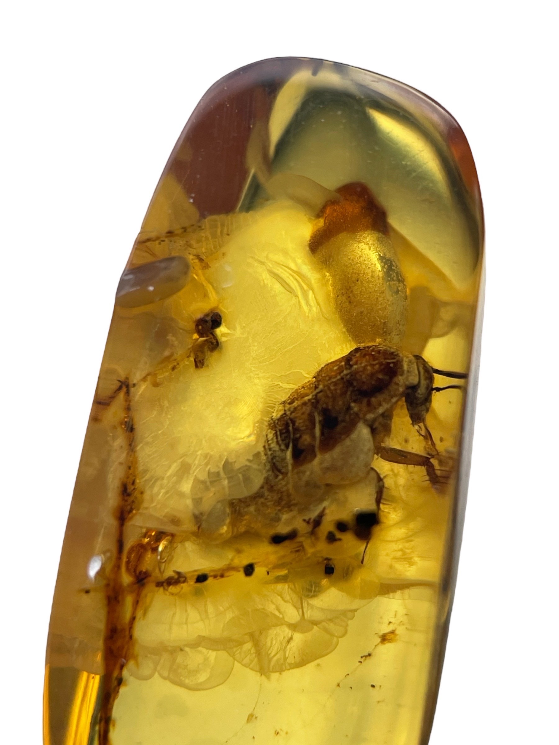 A FOSSIL BEETLE IN DINOSAUR AGED BURMESE AMBER This beetle exhibits excellent detail, from different - Image 3 of 5