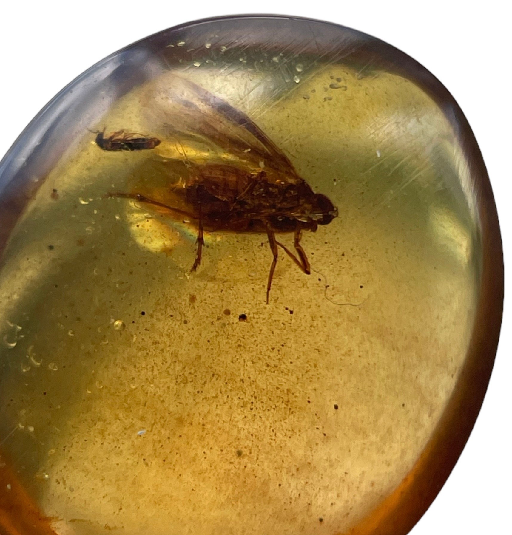 A FLYING INSECT FOSSIL IN DINOSAUR AGED BURMESE AMBER A detailed winged insect fossil in clear - Image 3 of 3