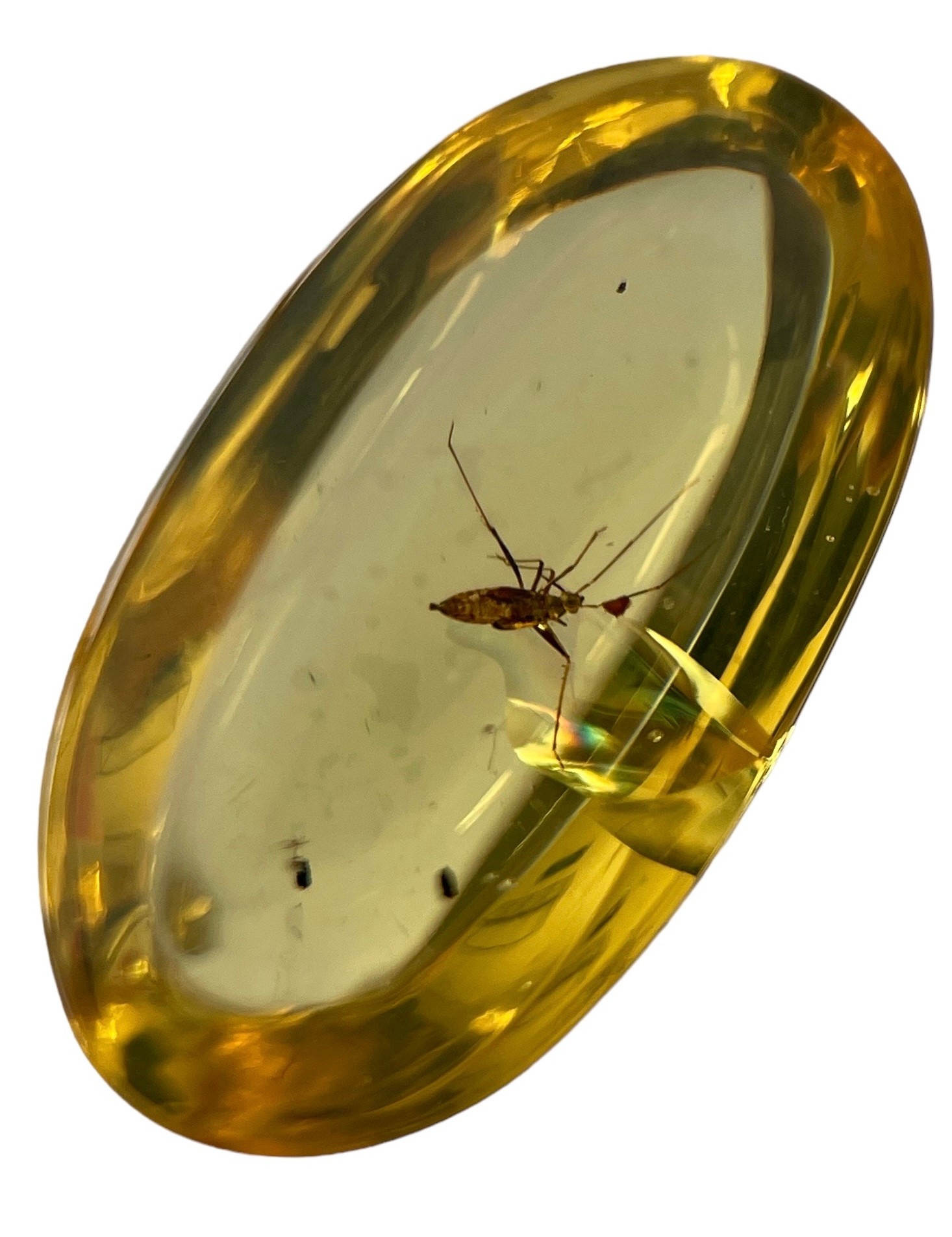 AN UNKNOWN INSECT FOSSIL IN DINOSAUR AGED BURMESE AMBER A highly unusual insect in clear amber. - Image 2 of 2