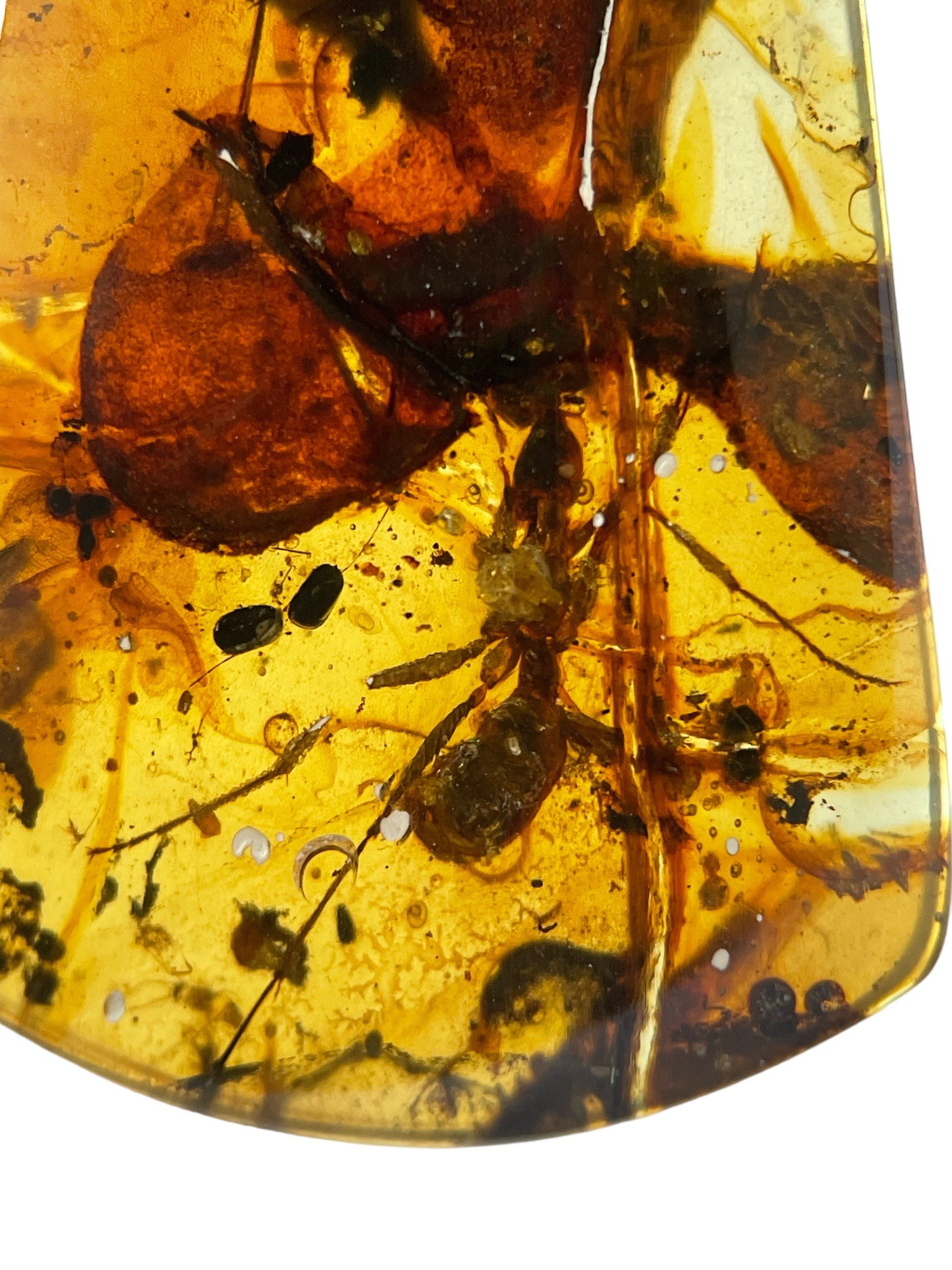 A LARGE ANT FOSSIL IN DINOSAUR AGED BURMESE AMBER A very large ant, alongside other insect and plant - Image 4 of 4