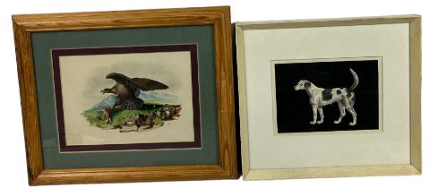 A 19TH CENTURY WATERCOLOUR ON PAPER PAINTING DEPICTING A GOLDEN EAGLE CATCHING A HARE, ALONG WITH AN