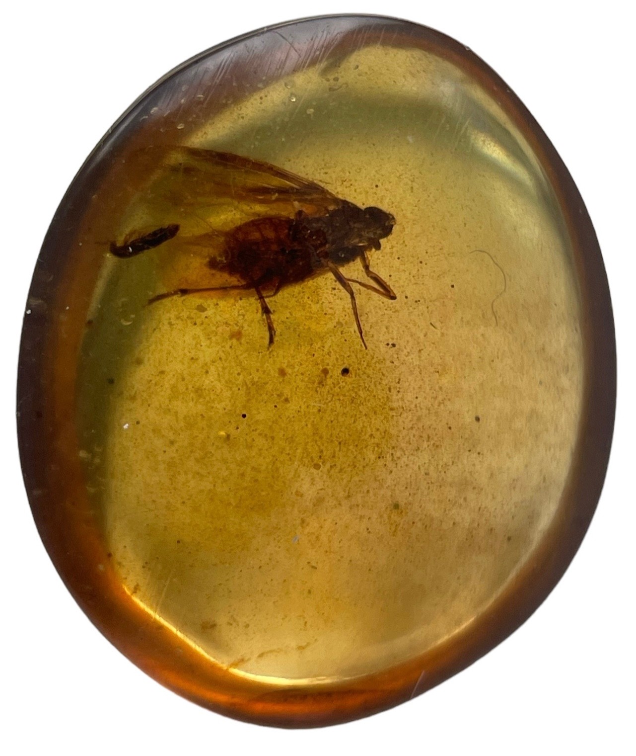 A FLYING INSECT FOSSIL IN DINOSAUR AGED BURMESE AMBER A detailed winged insect fossil in clear