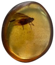 A FLYING INSECT FOSSIL IN DINOSAUR AGED BURMESE AMBER A detailed winged insect fossil in clear
