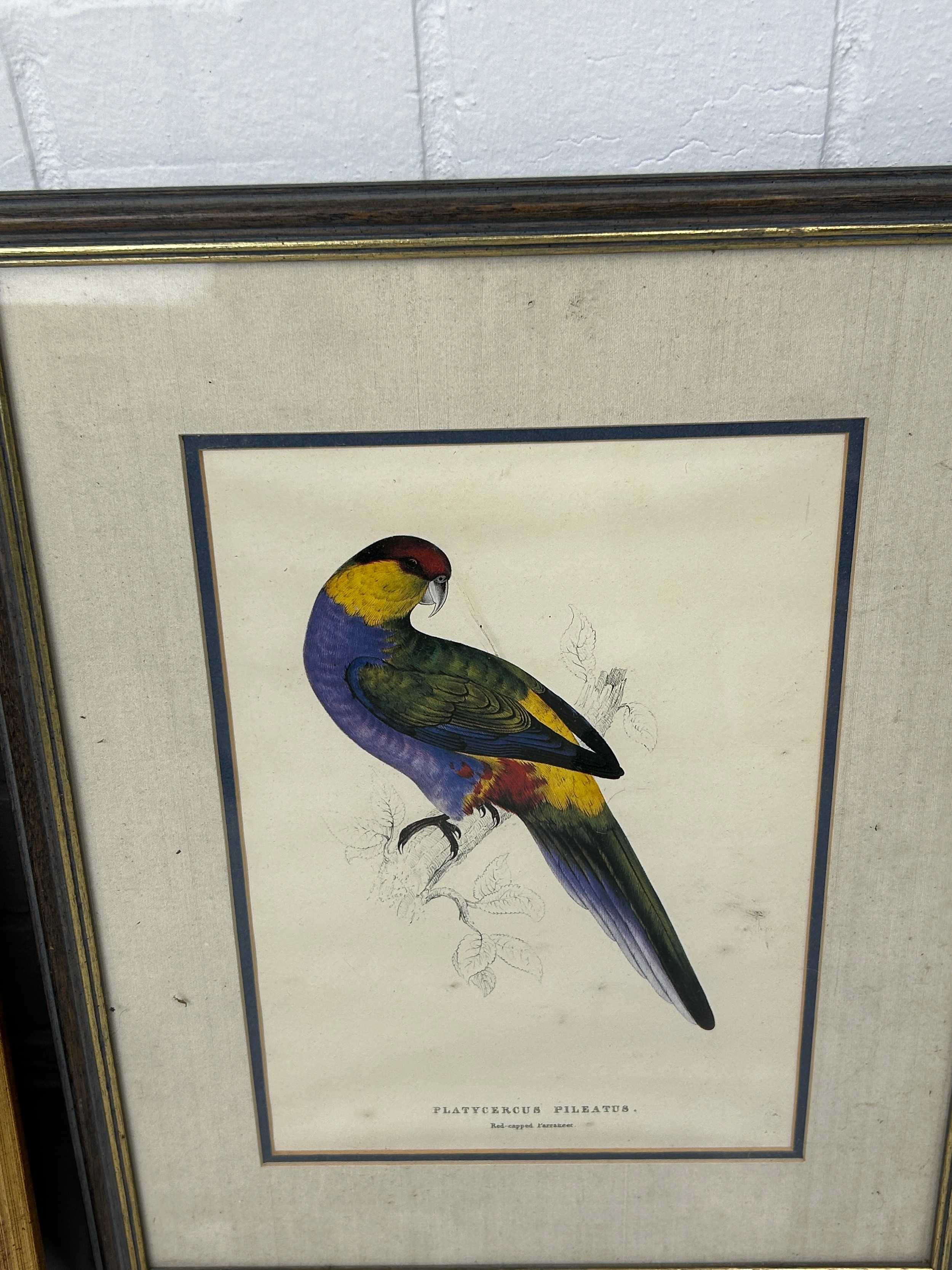 A COLLECTION OF FIVE BIRD PRINTS (5) Mostly framed and glazed. One frame and glass damaged. - Image 3 of 4