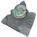 AN IRIDESCENT AMMONITE FOSSIL FROM SOMERSET This ammonite specimen exhibits wonderful natural