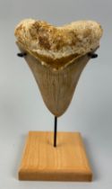A LARGE FOSSILISED MEGALODON TOOTH, 13cm x 10.5cm Mounted on a stand.