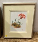 A Red Nerine print by S.J