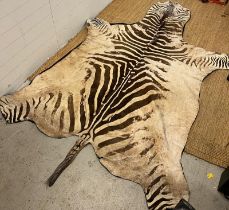 Zebra skin rug (282cm x 180cm)