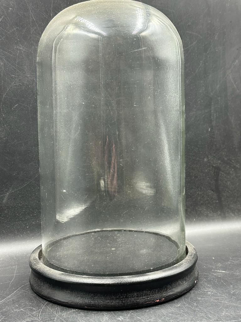 A small desk top glass dome on plinth. Height 27
