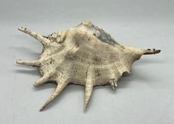 A Conch shell