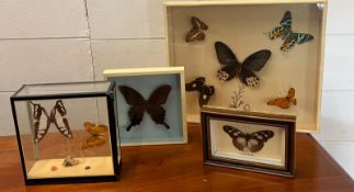 A collection of framed butterflies