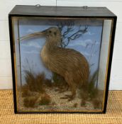 A cased taxidermy Kiwi full mount stood on stones and reeds, enclosed in a three glass display