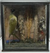 A cased taxidermy Woodpecker perched upon a tree branch (Case size 36cm x 37cm x 14cm)