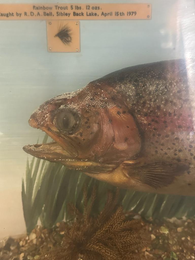 A cased taxidermy of a rainbow trout caught by R.D.A Bell April 1979, 51lbs and 120zs - Image 6 of 8