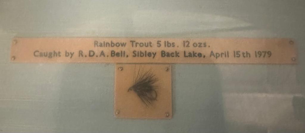 A cased taxidermy of a rainbow trout caught by R.D.A Bell April 1979, 51lbs and 120zs - Image 2 of 8