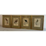 A selection of four ornithological colour plates depicting exotic birds,framed.