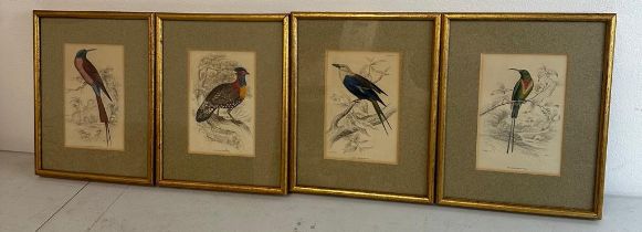 A selection of four ornithological colour plates depicting exotic birds,framed.