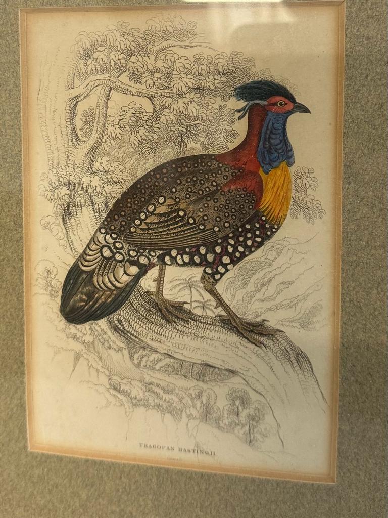A selection of four ornithological colour plates depicting exotic birds,framed. - Image 2 of 5