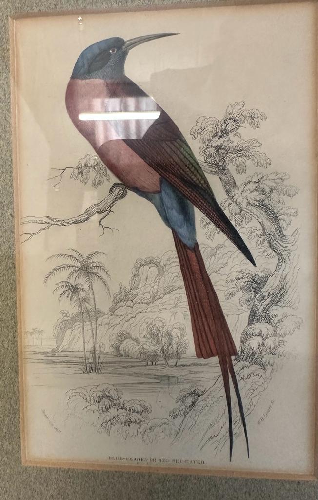 A selection of four ornithological colour plates depicting exotic birds,framed. - Image 4 of 5