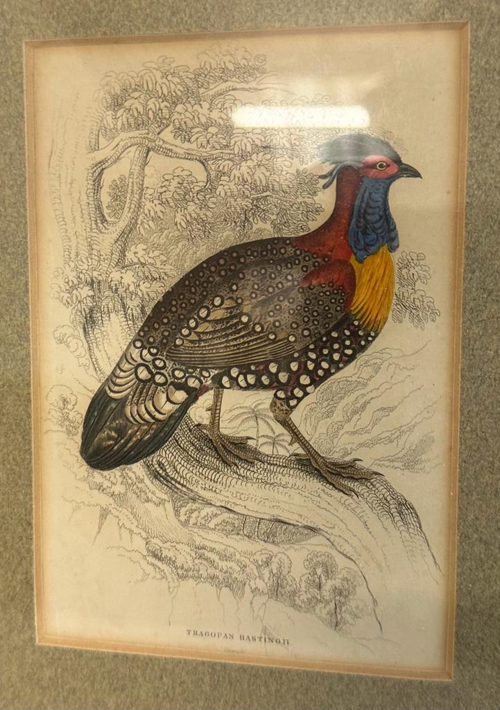 A selection of four ornithological colour plates depicting exotic birds,framed. - Image 3 of 5