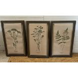 Three botanical prints (Frame 57cm x 32cm)