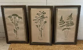 Three botanical prints (Frame 57cm x 32cm)