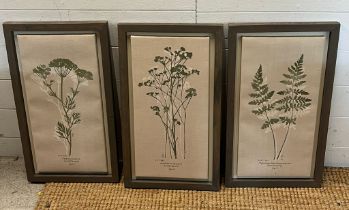 Three botanical prints (Frame 57cm x 32cm)