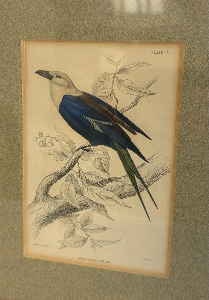 A selection of four ornithological colour plates depicting exotic birds,framed. - Image 5 of 5