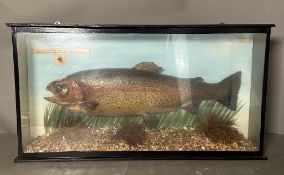 A cased taxidermy of a rainbow trout caught by R.D.A Bell April 1979, 51lbs and 120zs