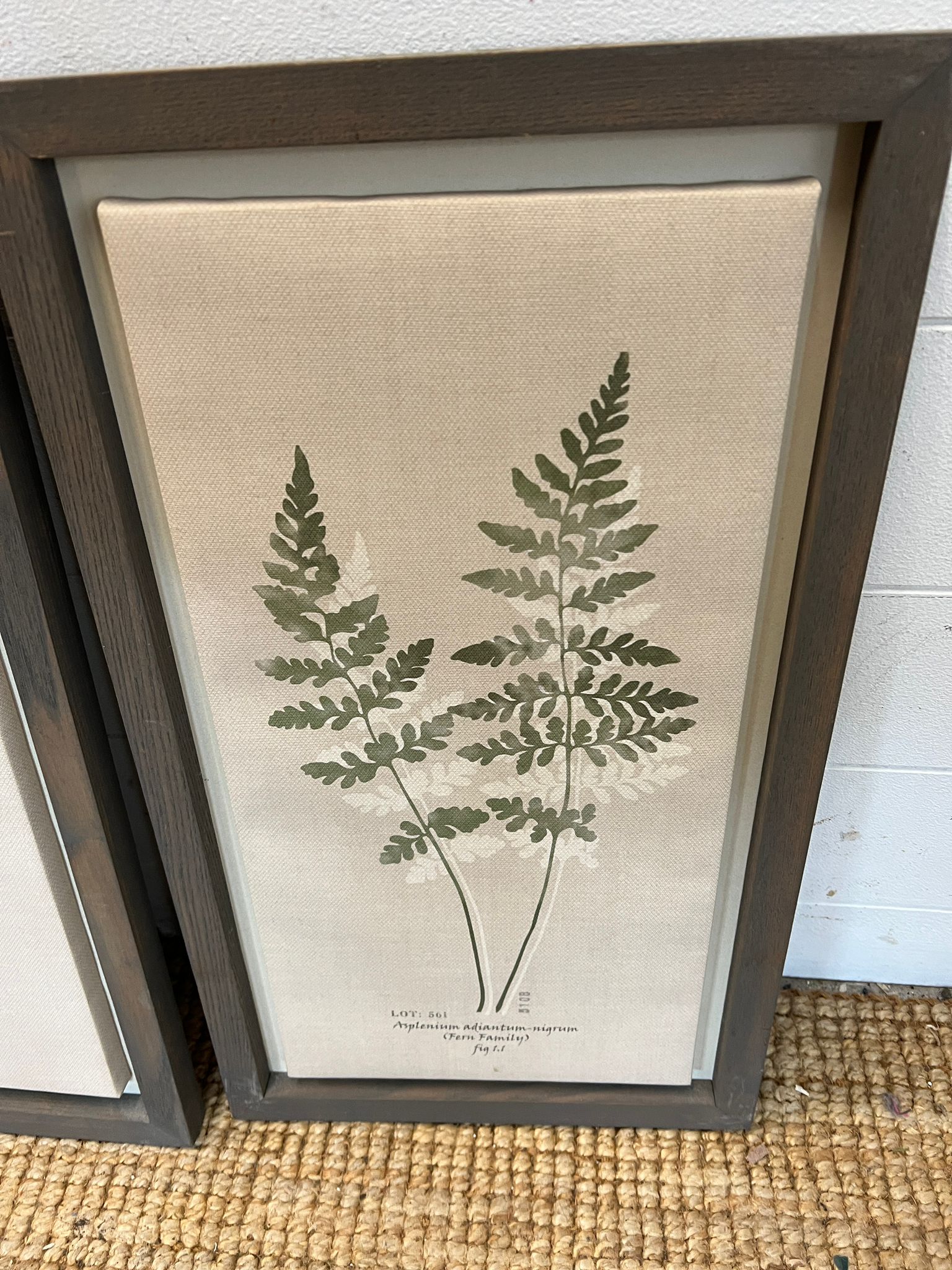 Three botanical prints (Frame 57cm x 32cm) - Image 2 of 3