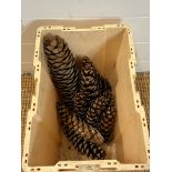 Pine Fur cones