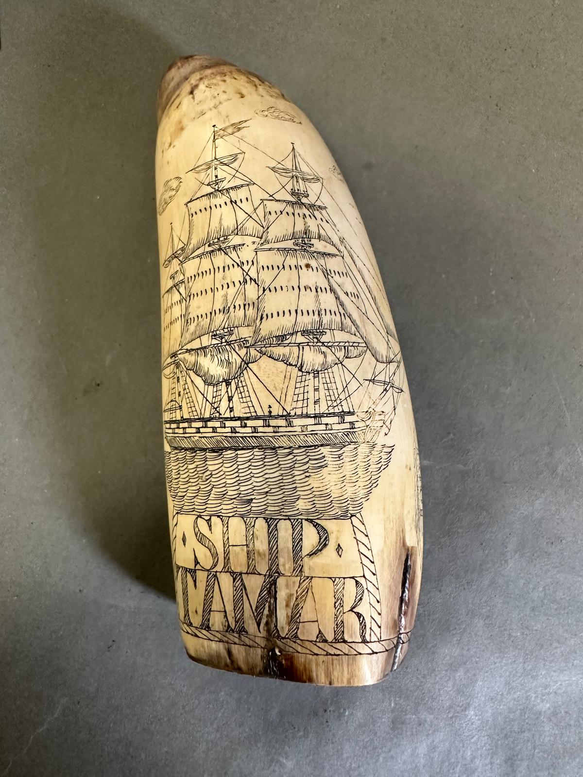 A Scrimshaw walrus tusk dated 1861 and with the Ship Tamar to one side and a planter to the other.